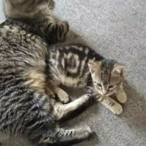 Meet your Posher, Sheila